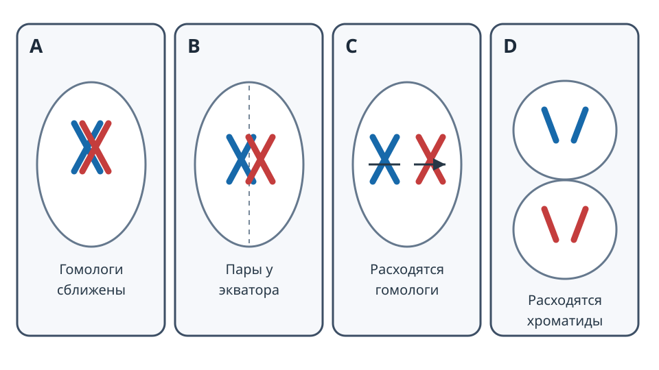 Схема четырёх этапов: A — парные гомологичные хромосомы сближены; B — пары стоят у экватора; C — гомологичные хромосомы расходятся к полюсам без разделения сестринских хроматид; D — в двух клетках сестринские хроматиды расходятся.