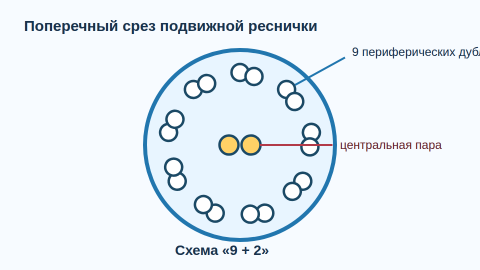 Поперечный срез реснички: девять периферических дублетов микротрубочек и центральная пара