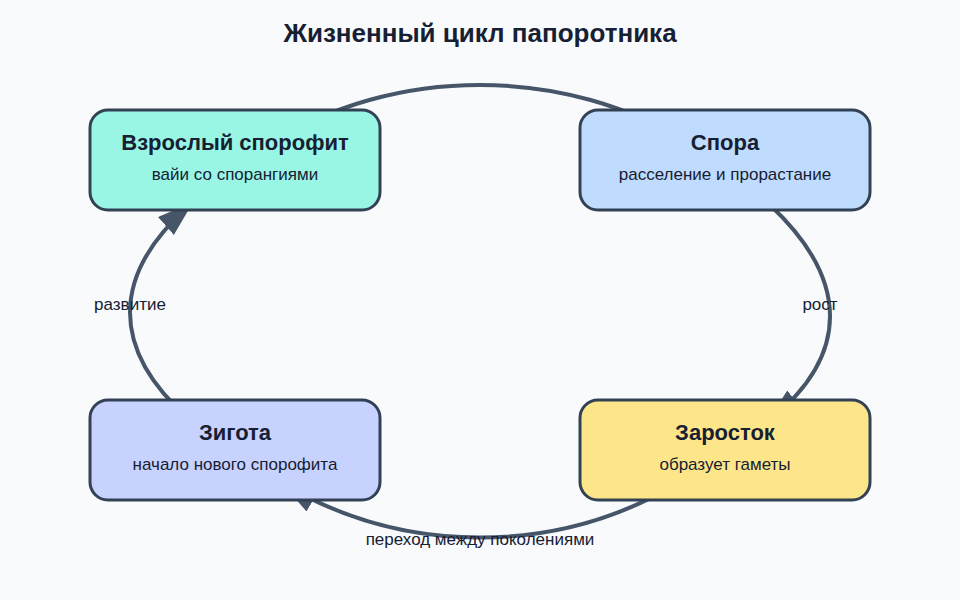 Циклическая схема: взрослый папоротник со спорангиями образует споры; из споры развивается заросток с гаметами; после слияния гамет возникает зигота, из которой развивается новый папоротник.